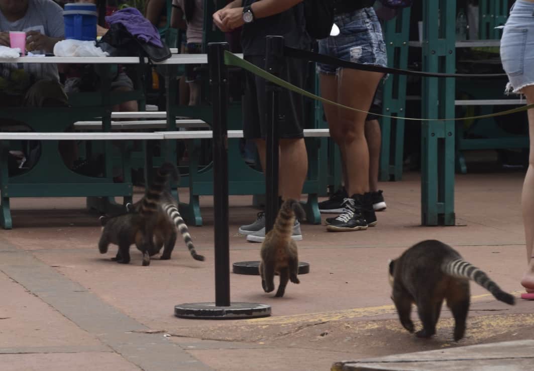 Coati, the local raccoons
