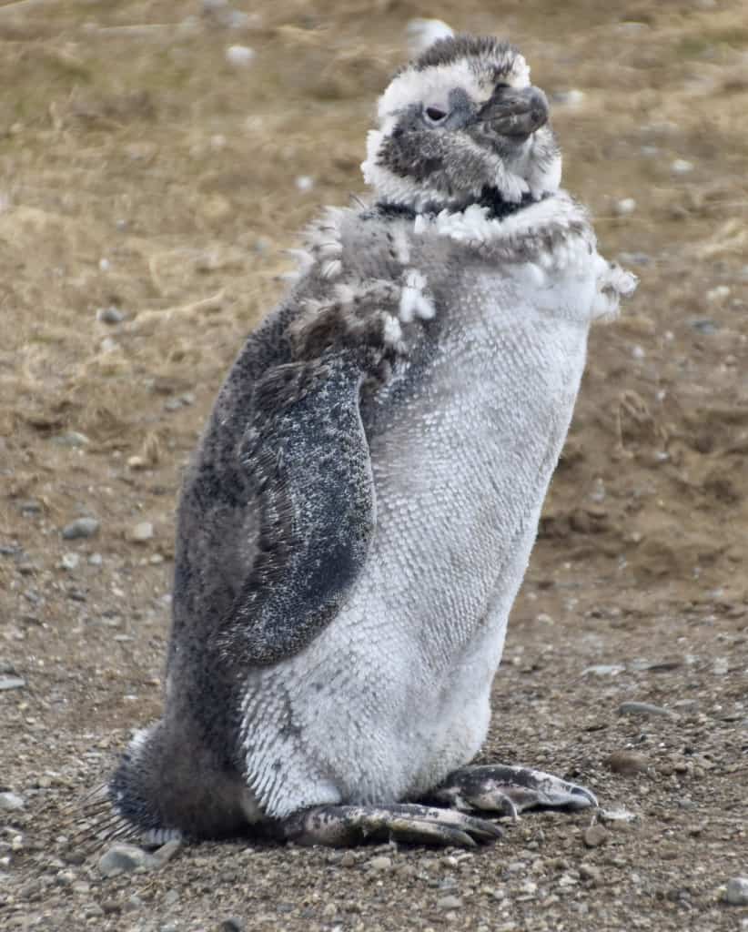 A young penguin