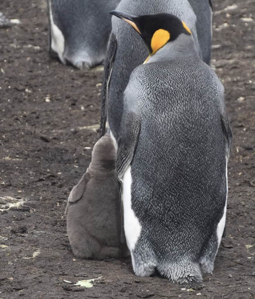 A mother and her chick