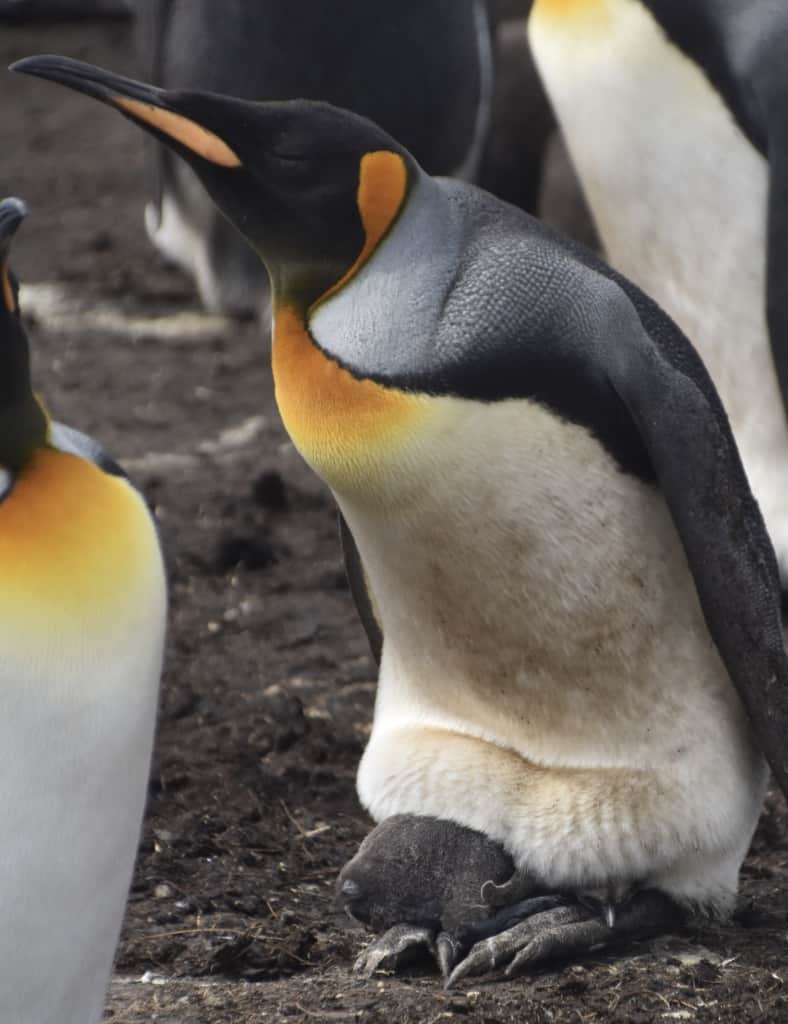 A King penguin with its egg on its feet