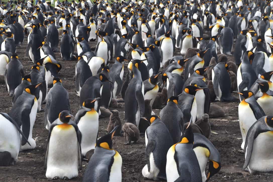 King penguins at Volunteer Point