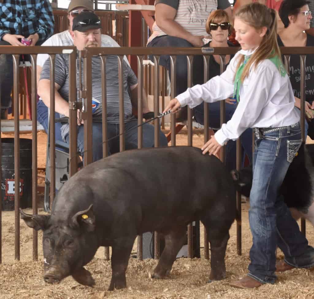 One of the Medford girls and her pig