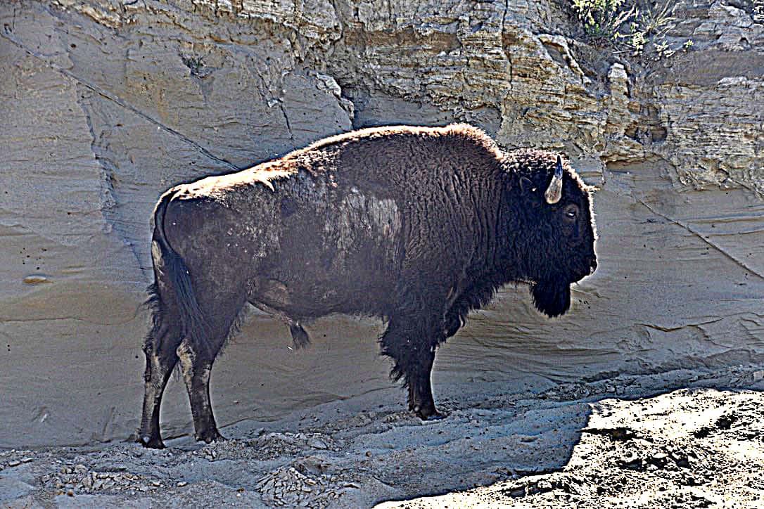 A lone bull buffalo