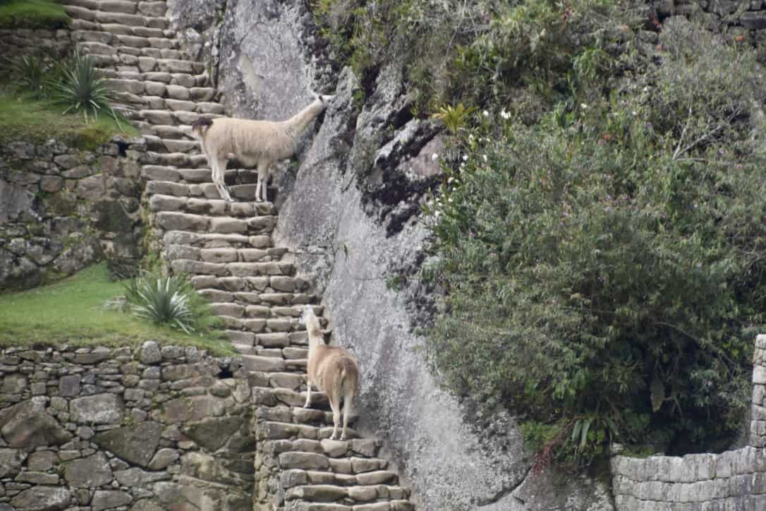 Llamas on the terraces