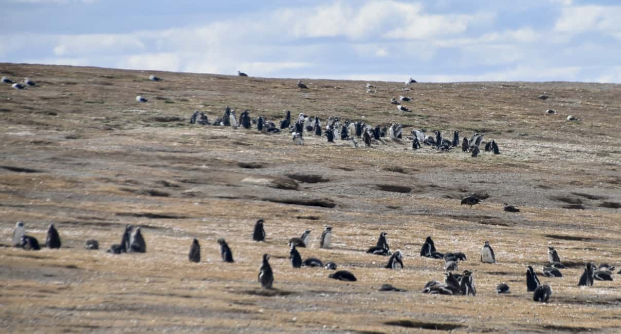 The colony on Isla Magdalena