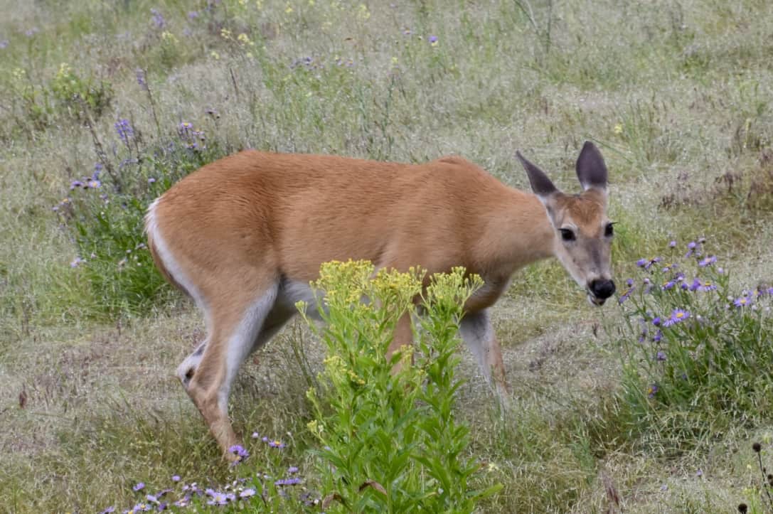 Mule deer