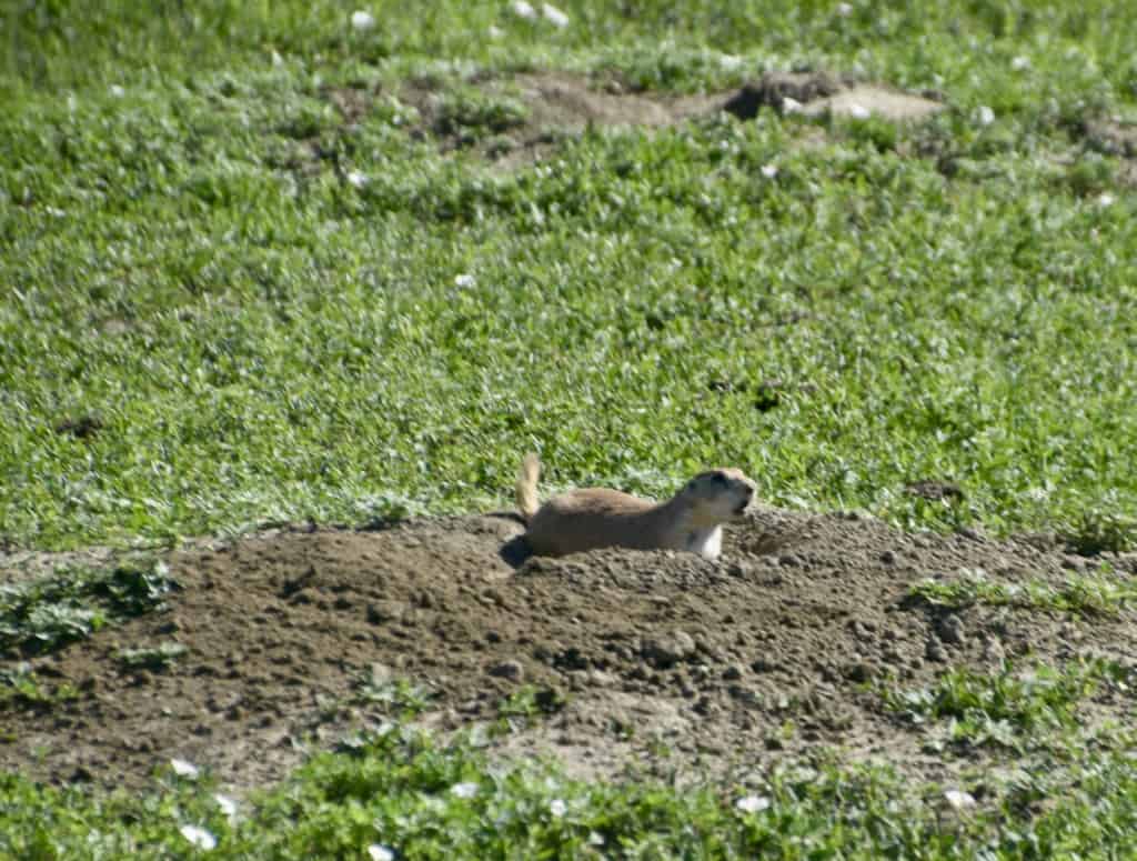 A prairie dog