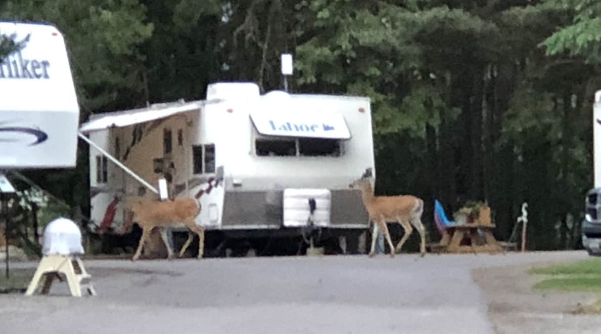 A deer in the RV park