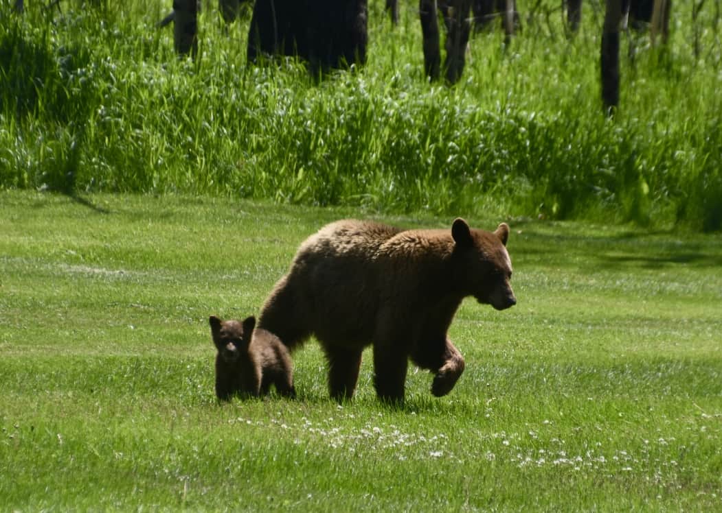 A brown bear and her cub on the 16th