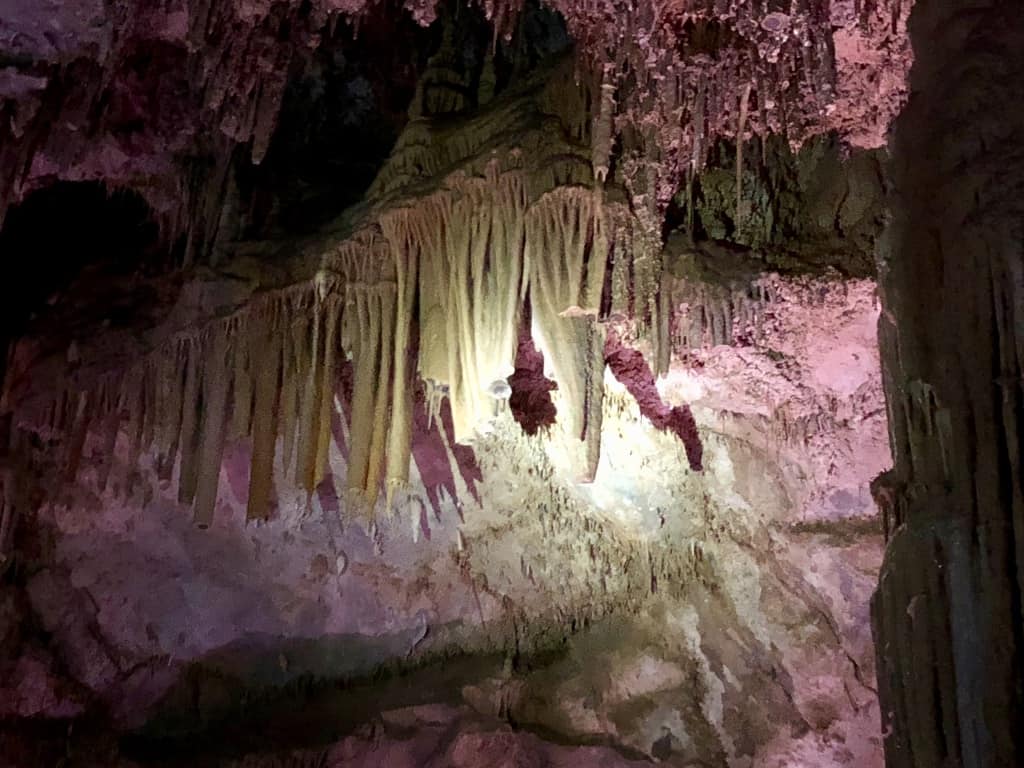 The organ formation