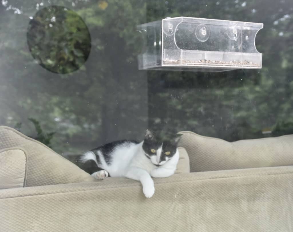 Watching the bird feeder