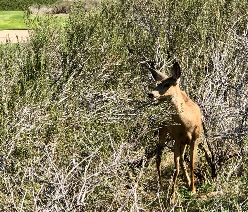 A deer beside the Osoyoos course