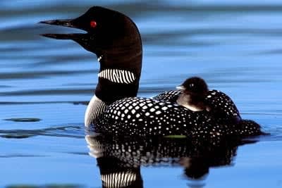 A Great Northern loon