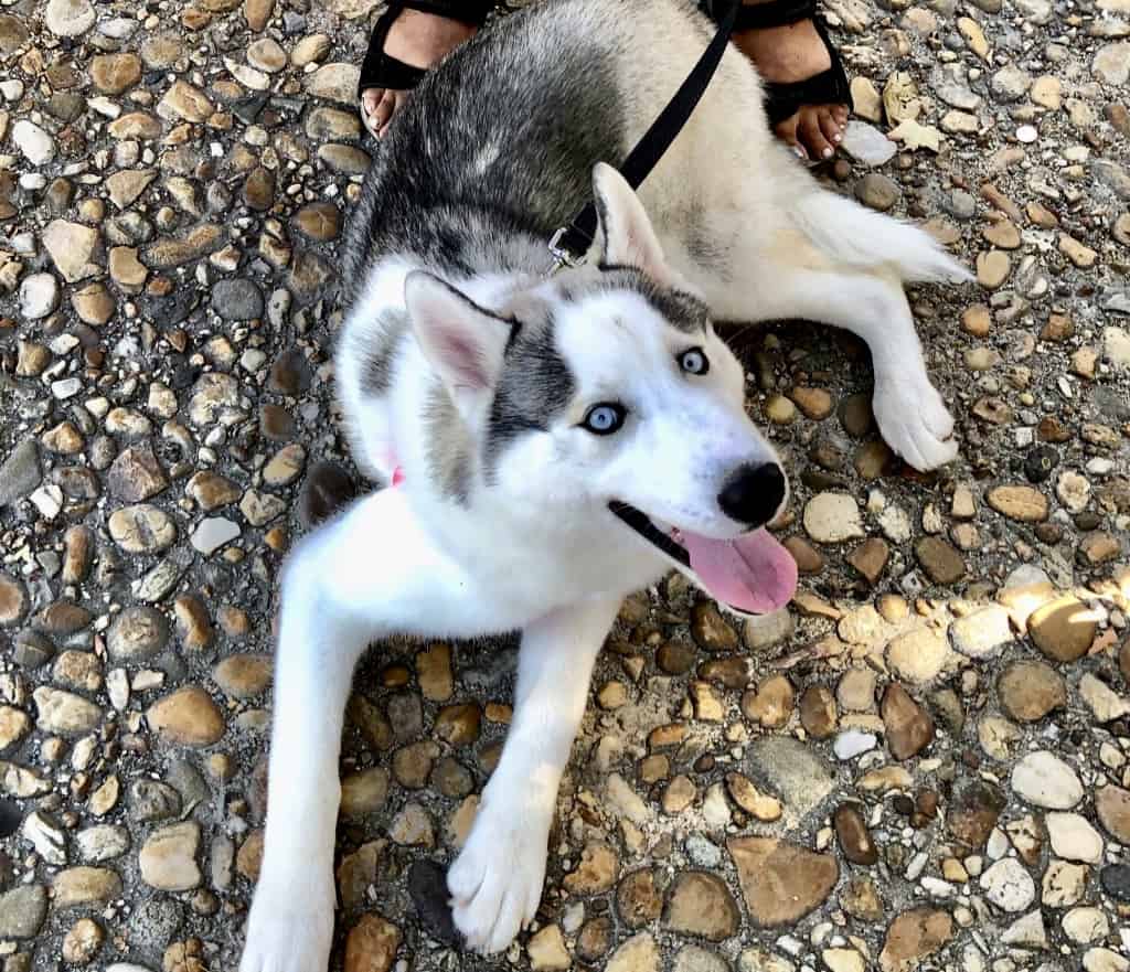 Our husky friend, how big will he get