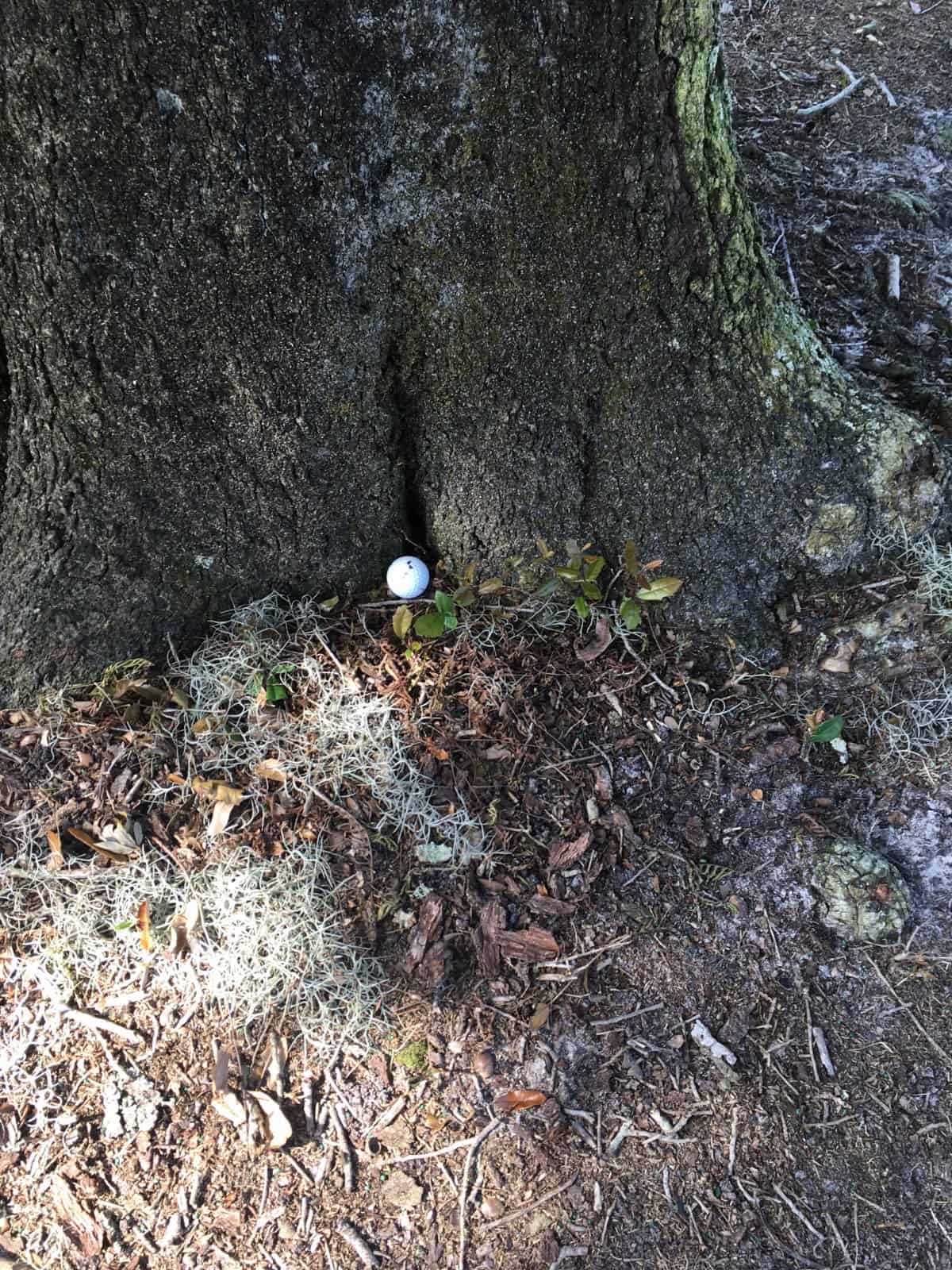 Mark's ball, in a spot of trouble