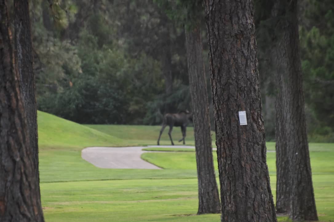 A moose walking away