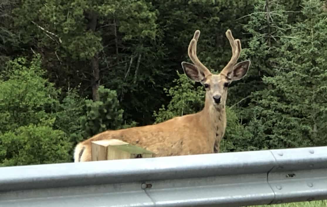 A buck along the road