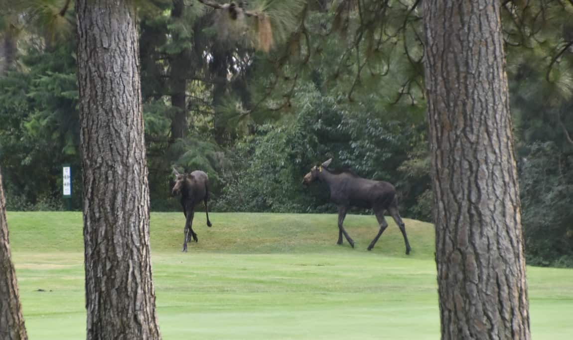 Two more on the next fairway