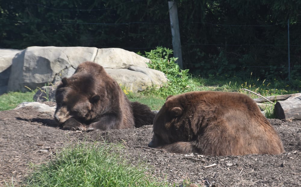 Bears at the Columbus Zoo