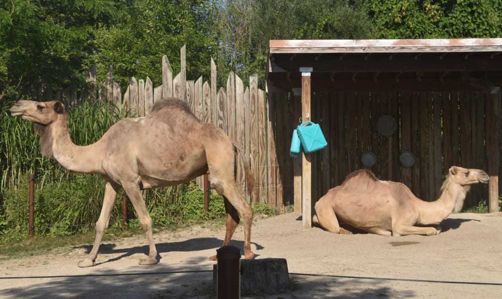 Camels at the Columbus Zoo