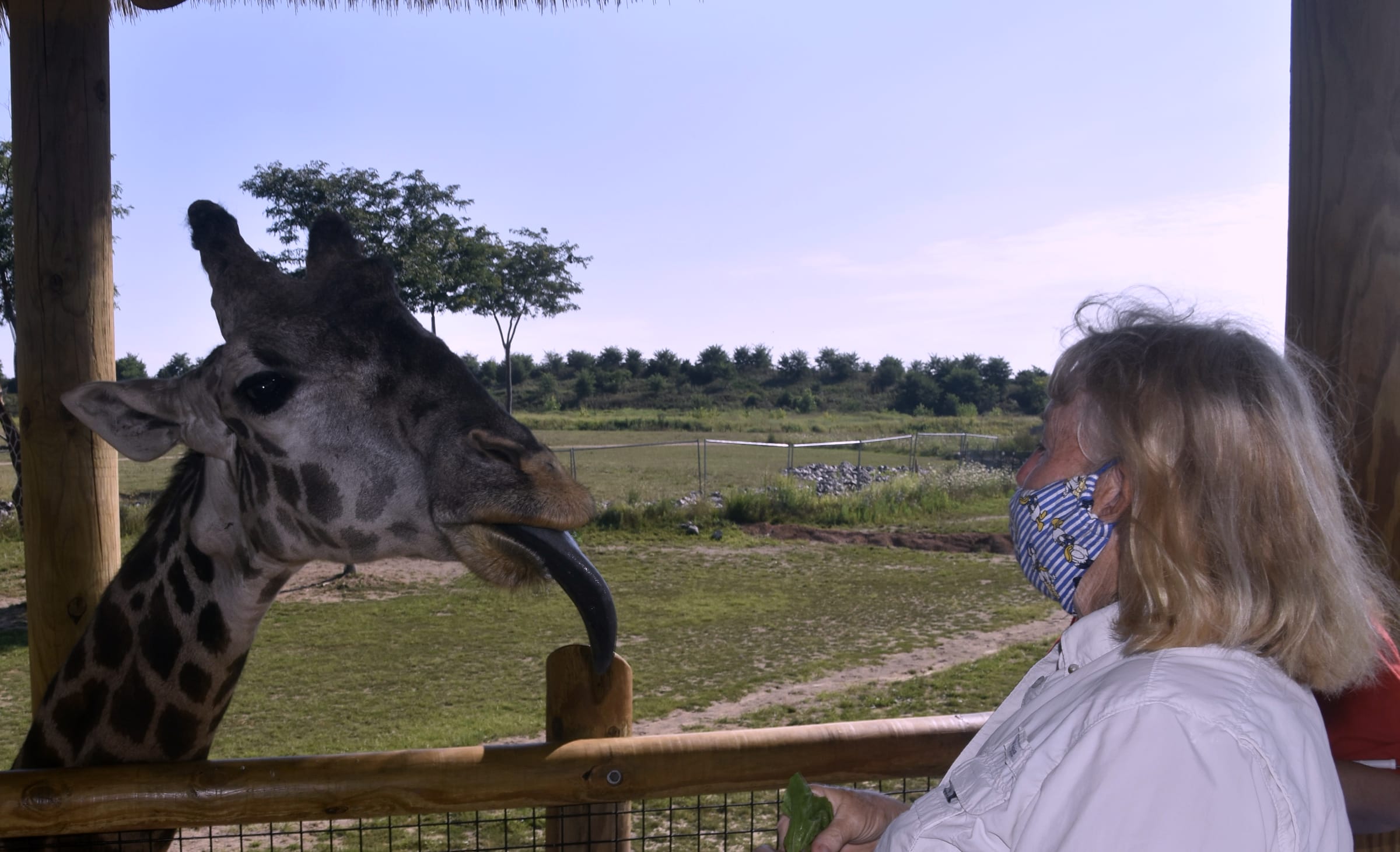 Janice feeding the giraffe, she masked and the giraffe not