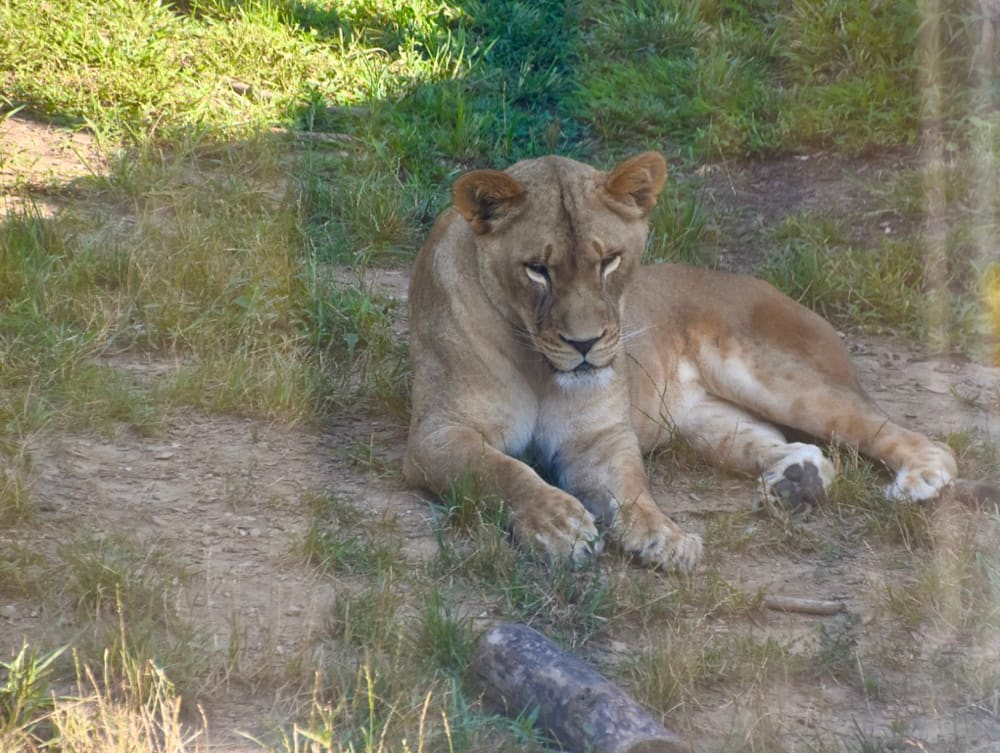 A lion at the Columbus Zoo