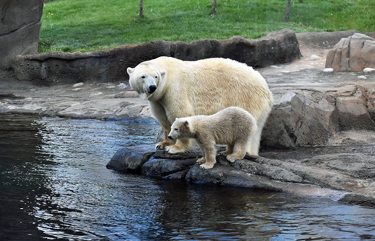 A polar bear mother and her baby