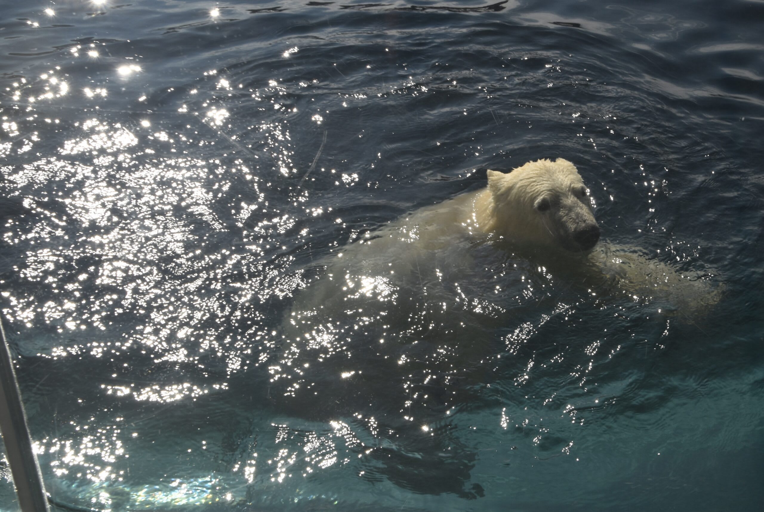 A polar bear swimming