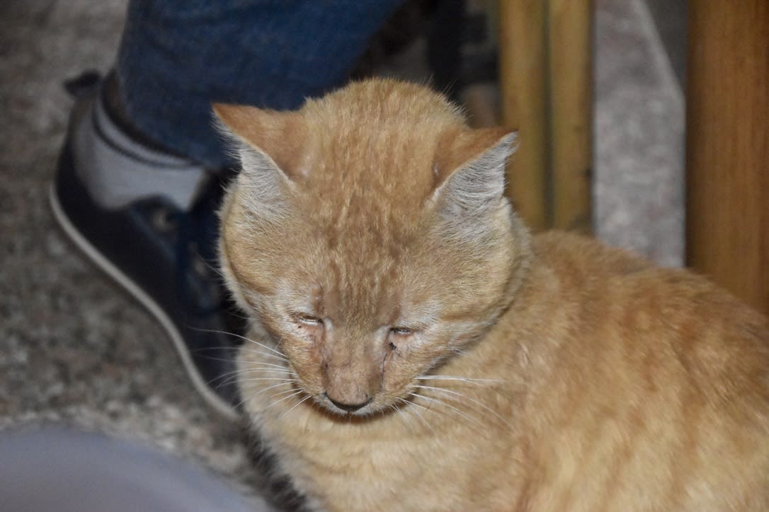 The cat who dined with us