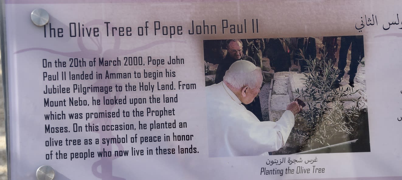 The olive tree planted for Pope John Paul II