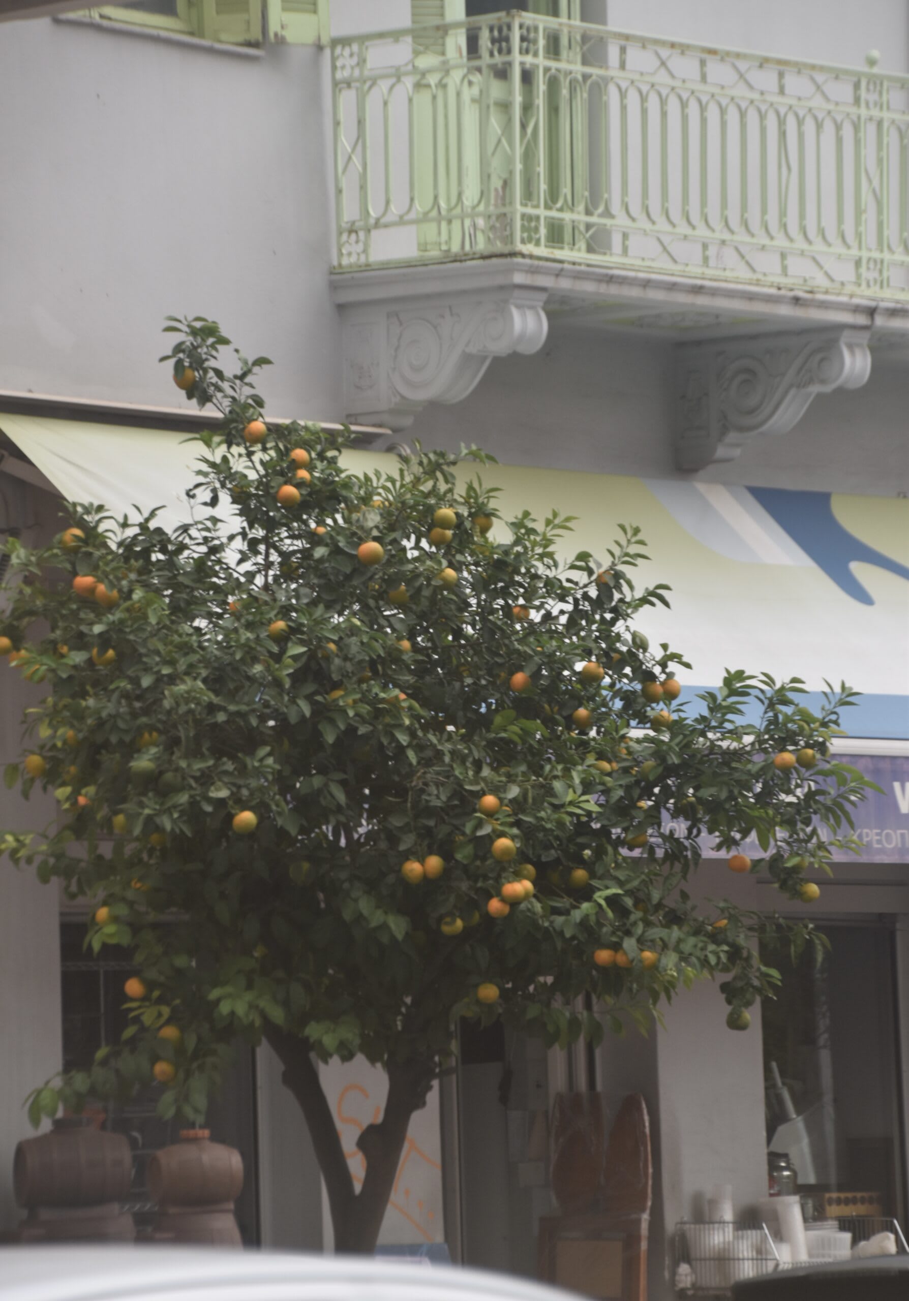 The bitter orange trees along the Piraeus streets