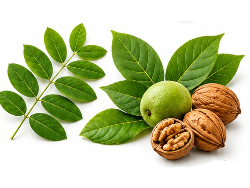 Senna Leaf, Black Walnut Leaf