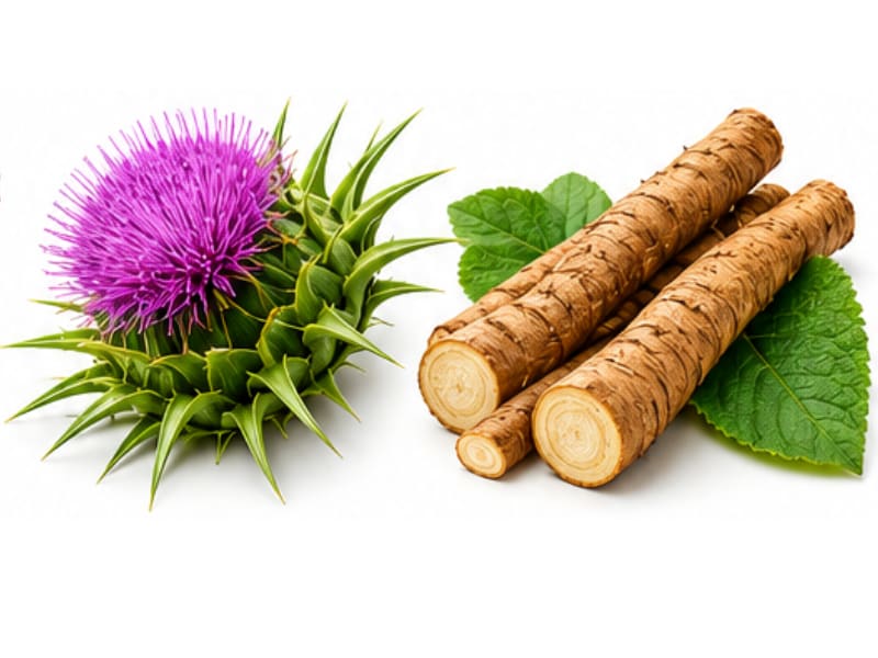 Milk Thistle Leaf, Burdock Root