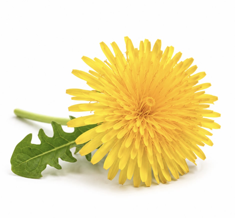 Dandelion