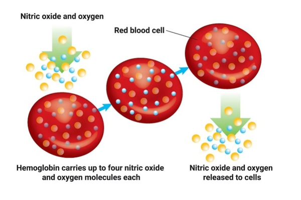 Role of nitric oxide in breathing