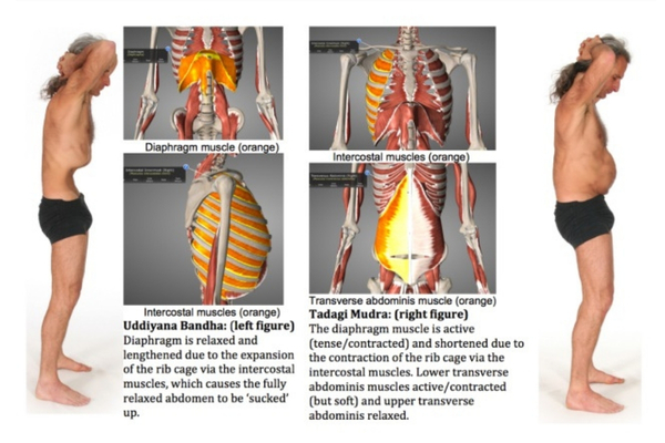 Diaphragm and muscles of breathing
