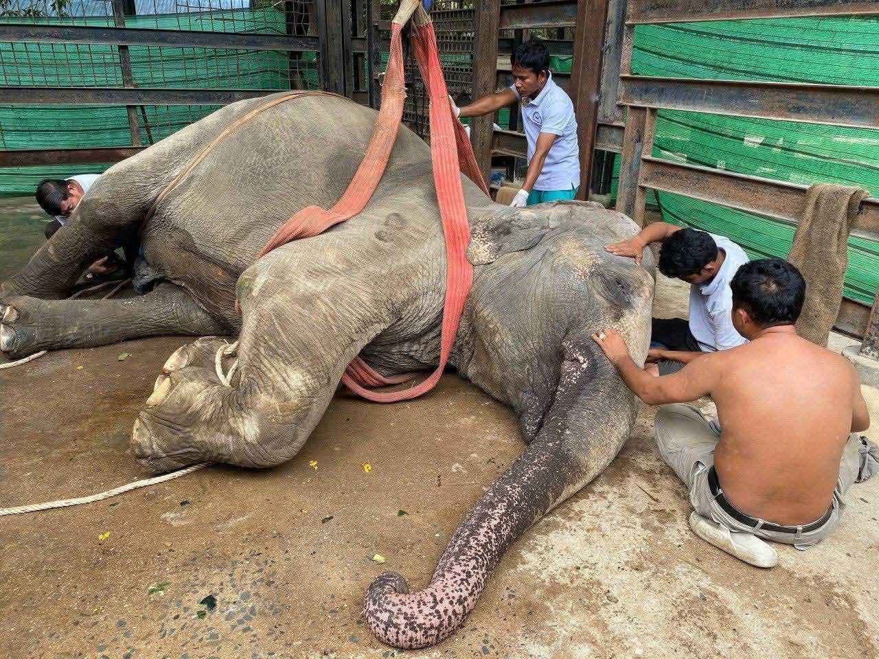 Lucky the Elephant standing gracefully with her mahout at Phnom Tamao Wildlife Rescue Center.