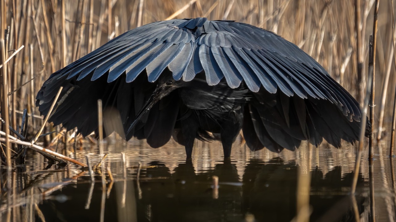 black-heron-umbrella-bird-canopy-feeding-facts