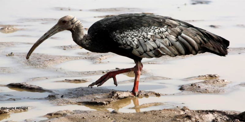 A Giant Ibis standing gracefully in a northern Cambodian wetland, the national bird of Cambodia.