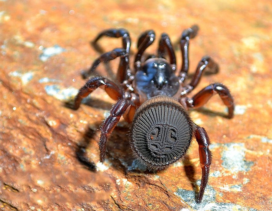 cyclocosmia-ricketti-rare-coin-spider-facts