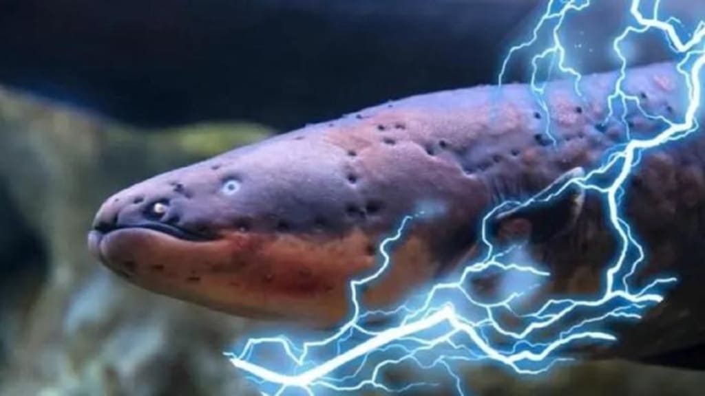 An Electric Eel swimming in murky Amazon waters, highlighting its long body and specialized skin.