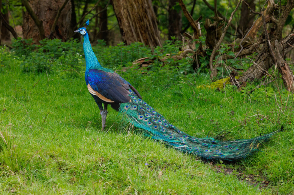 green-peafowl-cambodia-rare-endangered-bird