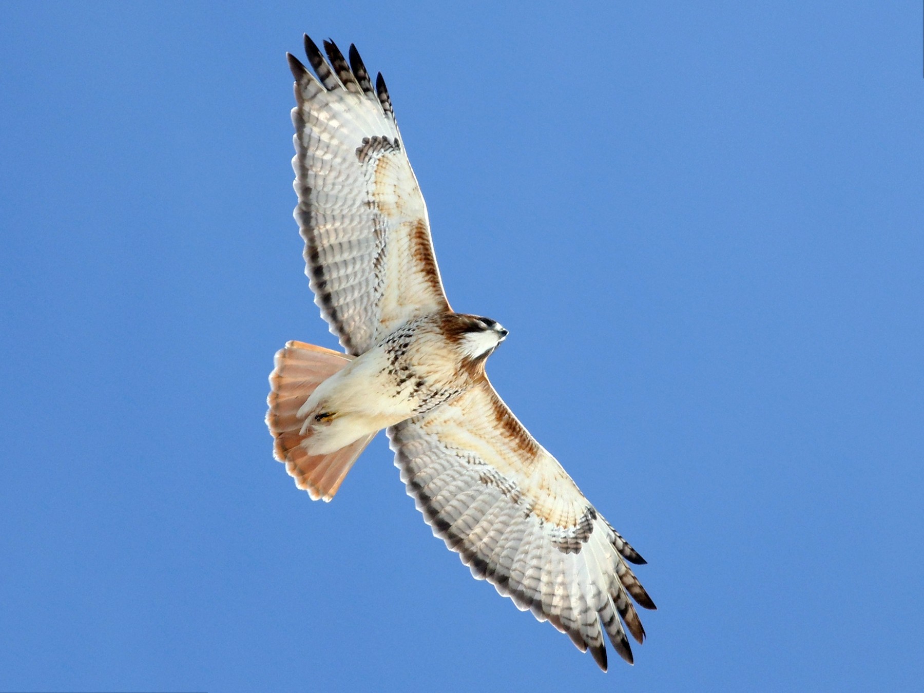 A majestic hawk perched on a dry branch, scanning the horizon with its sharp, intense eyes.