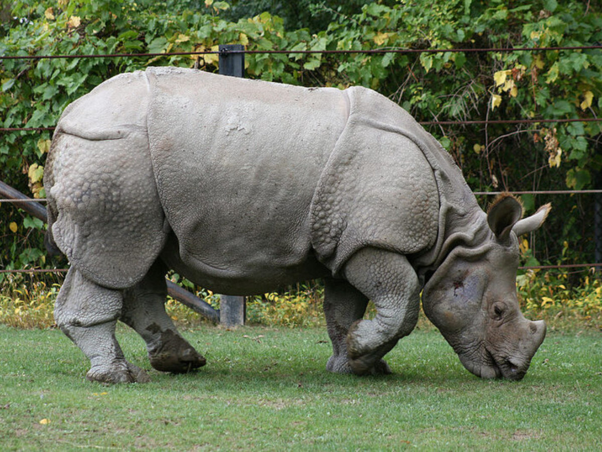 javan-rhino-rarest-mammal-extinction-story