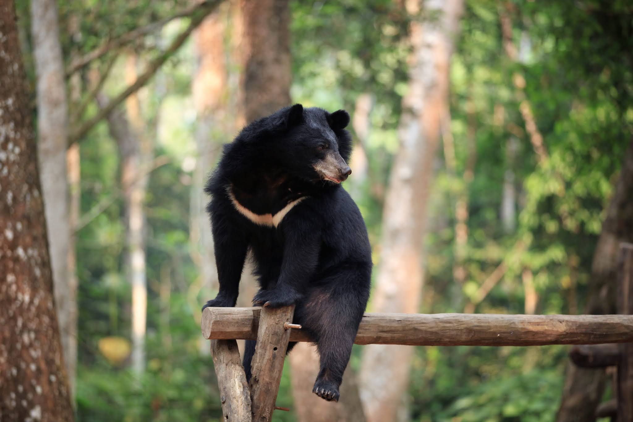An Asiatic Black Bear sitting in a forest, clearly showing the white V-shaped crescent mark on its chest.