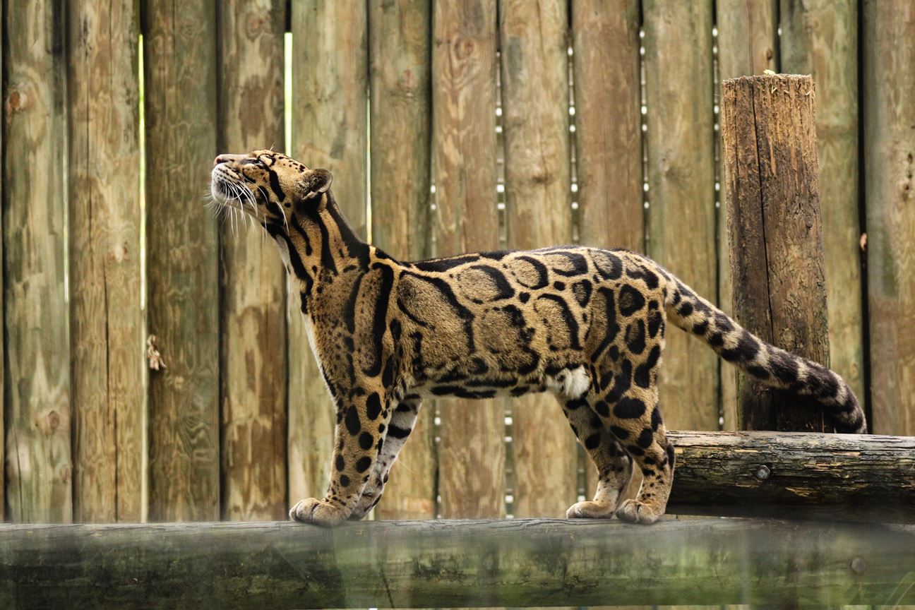 A Clouded Leopard resting on a tree branch in a dense rainforest, showing its cloud-like spots.