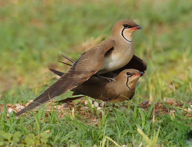 An Oriental Pratincole standing on an open field, showing its distinctive red gape and long pointed wings.