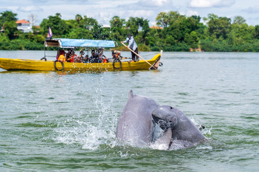 A Mekong Irrawaddy Dolphin breaching the water surface in Kratie, Cambodia, with its iconic rounded head.