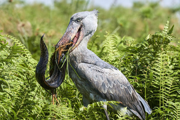 shoebill-stork-living-dinosaur-facts
