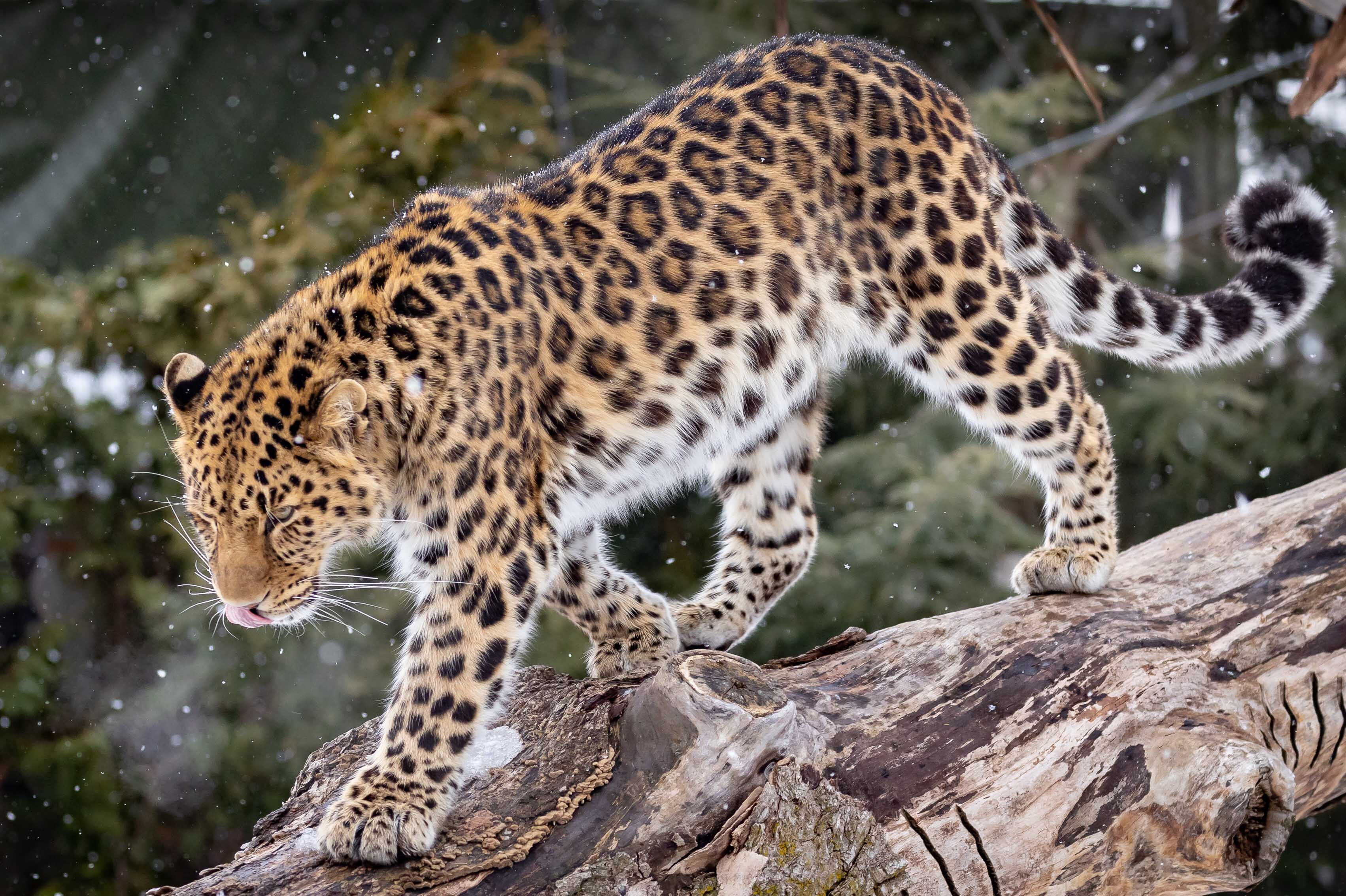 An Amur Leopard with its thick winter coat walking through the snow in the Russian Far East.